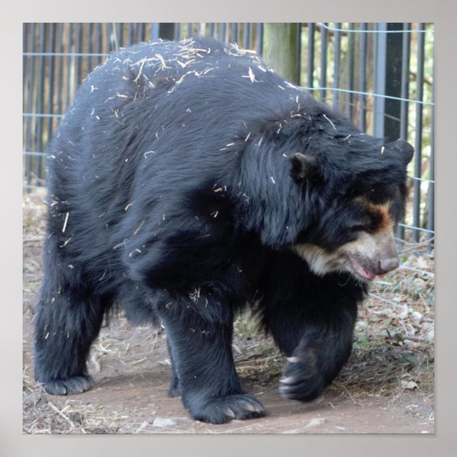 Sloth Bear Poster (Front)