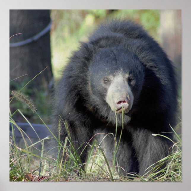Sloth Bear Poster (Front)