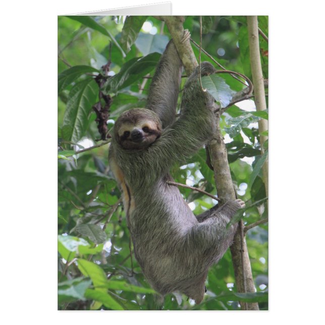 Sloth Card (Front)