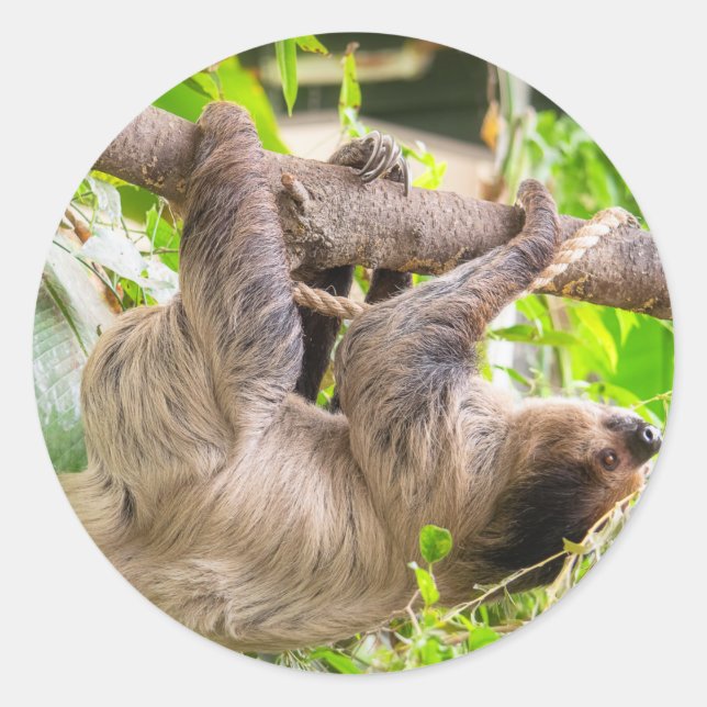 Sloth Classic Round Sticker (Front)