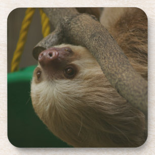 Sloth Coaster