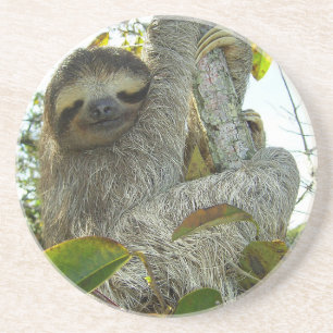 Sloth Coaster