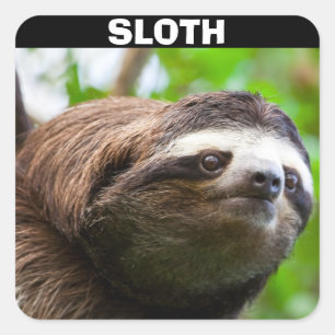Sloth Face Square Sticker