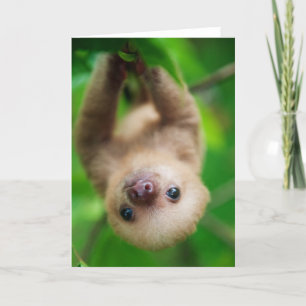 Sloth Greeting Card