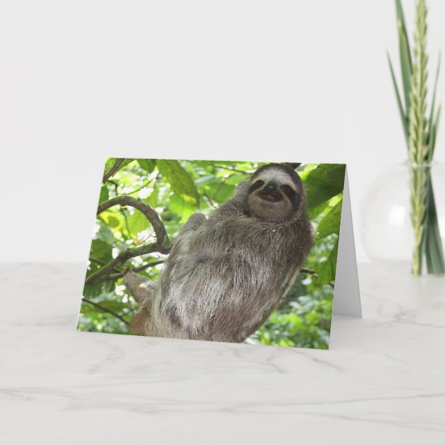 Sloth in Tree Greeting Cards (Front)