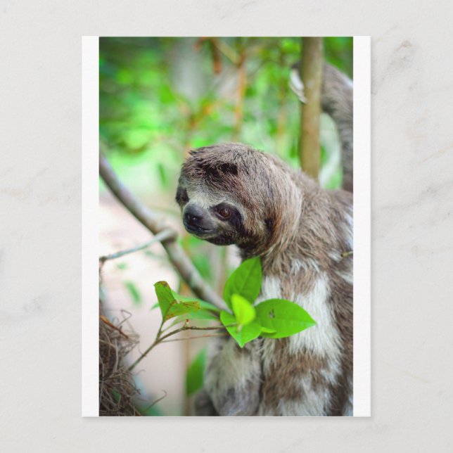 Sloth in tree Nicaragua Postcard (Front)