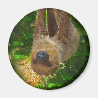 Sloth Magnet