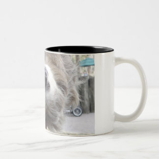 Sloth Mugs