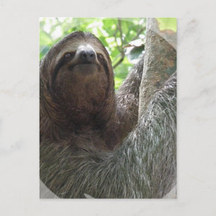 Sloth Photo Design Postcard