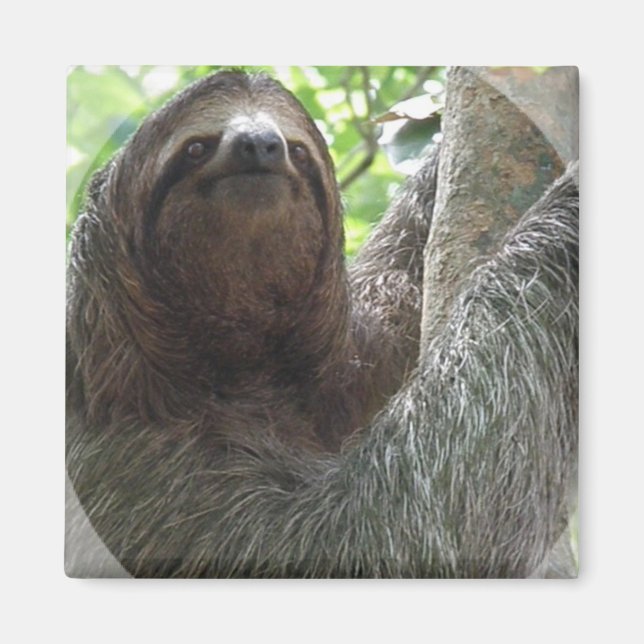 Sloth Photo Design Square Magnet (Front)