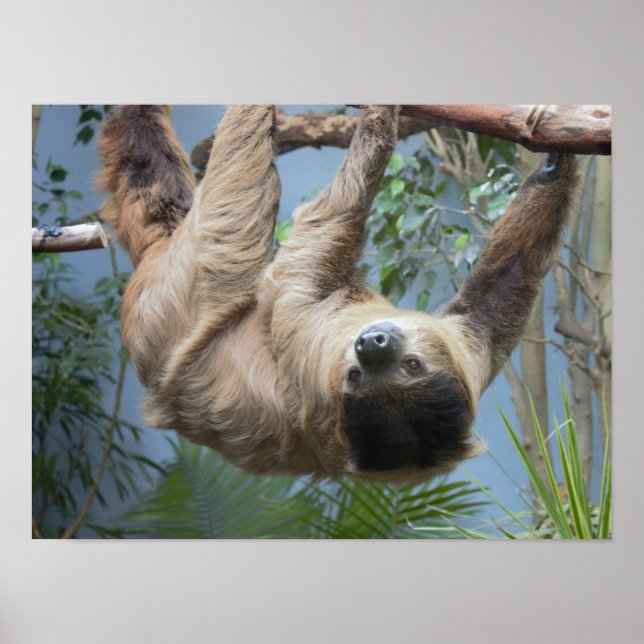 Sloth Photo Poster (Front)