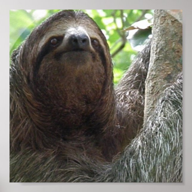 Sloth Photo Poster Print (Front)