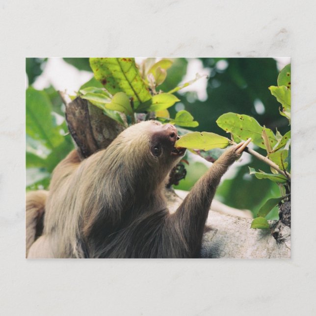 Sloth Postcard (Front)