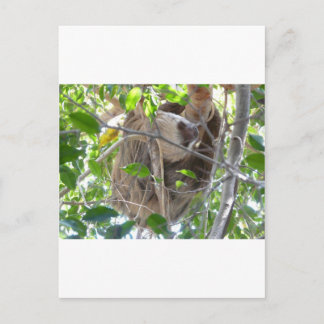 sloth postcard