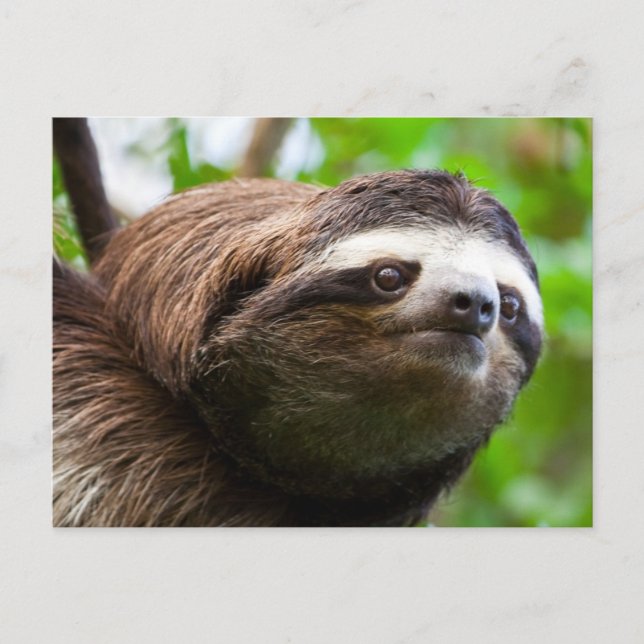 Sloth profile  Holiday Postcard (Front)