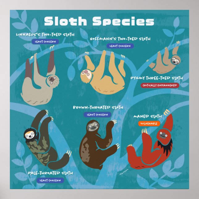 Sloth Species Art Poster (Front)