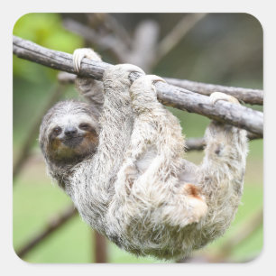 Sloth stickers