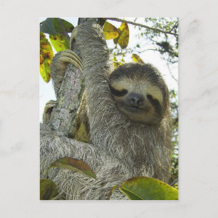 Sloth Up A Tree Postcard
