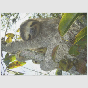 Sloth Up A Tree Tissue Paper