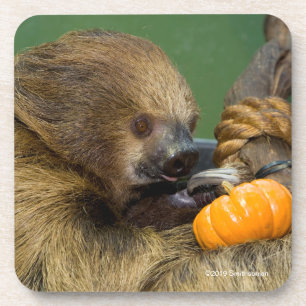 Sloth with Pumpkin Coaster