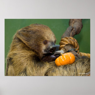 Sloth with Pumpkin Poster