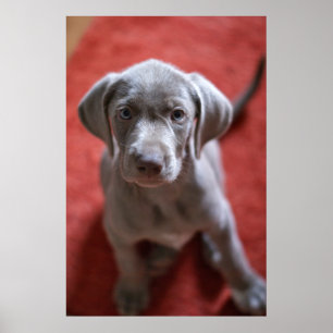 Slovakian Rough Haired Pointer 2 Poster