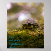 "Slow and steady wins the race." Aesop