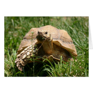 Slow but steady