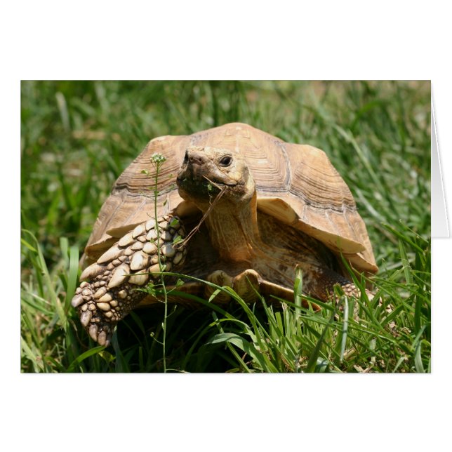 Slow but steady (Front Horizontal)