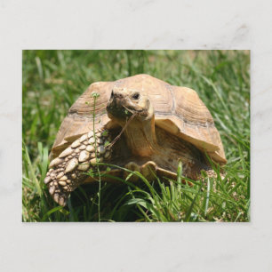 Slow but steady postcard