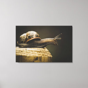 Slow but steady, Snail Canvas art print