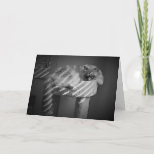 Slow Days, card