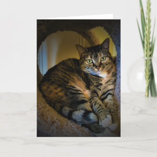 Slow Days, card