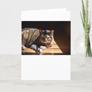 Slow Days, card