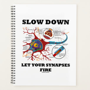Slow Down Let Your Synapses Fire Neuron Synapse Planner