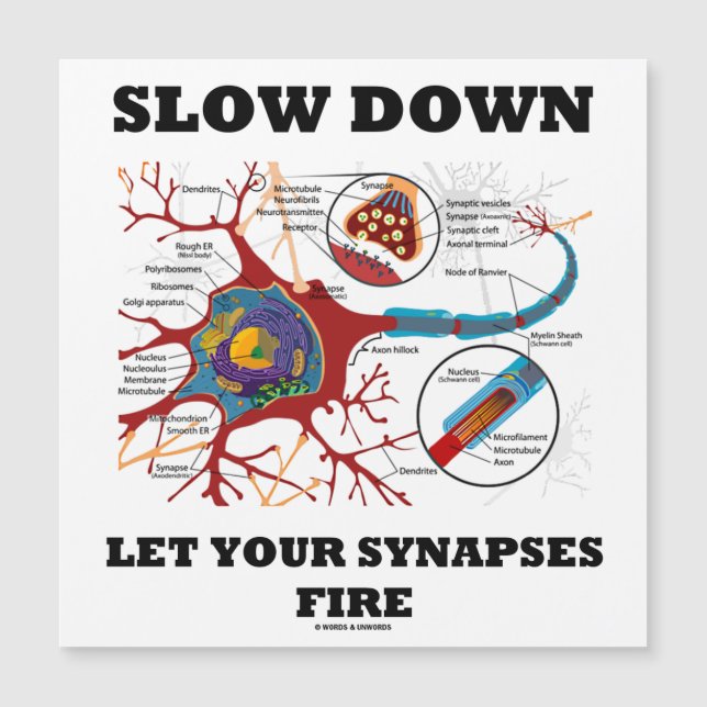 Slow Down Let Your Synapses Fire Neuropsychology (Front)