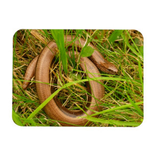 Slow Worm Magnet