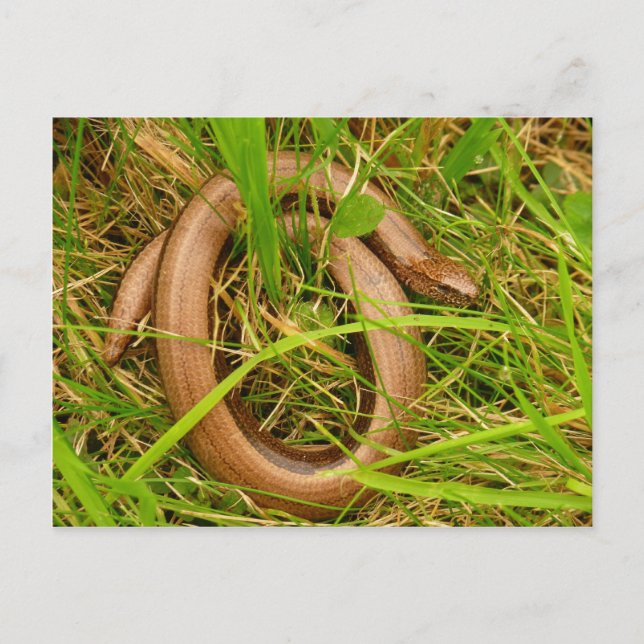 Slow Worm Postcard (Front)