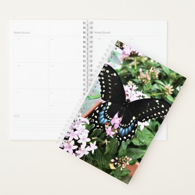Sm Planner Black Swallowtail (Display)