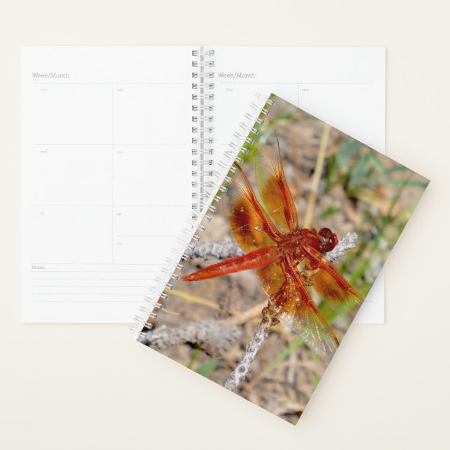 Sm Planner Orange Dragonfly (Display)