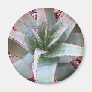 Small agave magnet