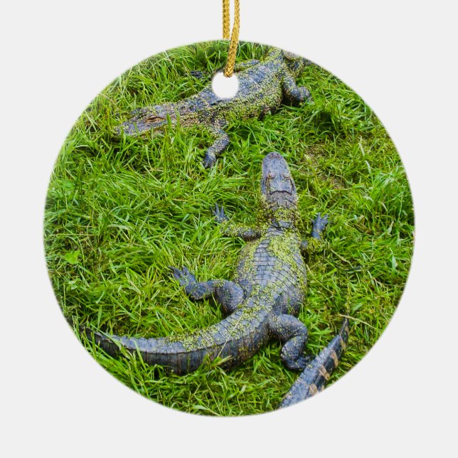 Small Alligators Basking Ceramic Tree Decoration (Front)
