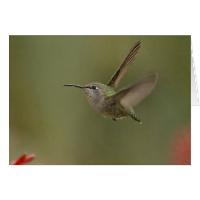 Small and mighty hummingbird (Front Horizontal)