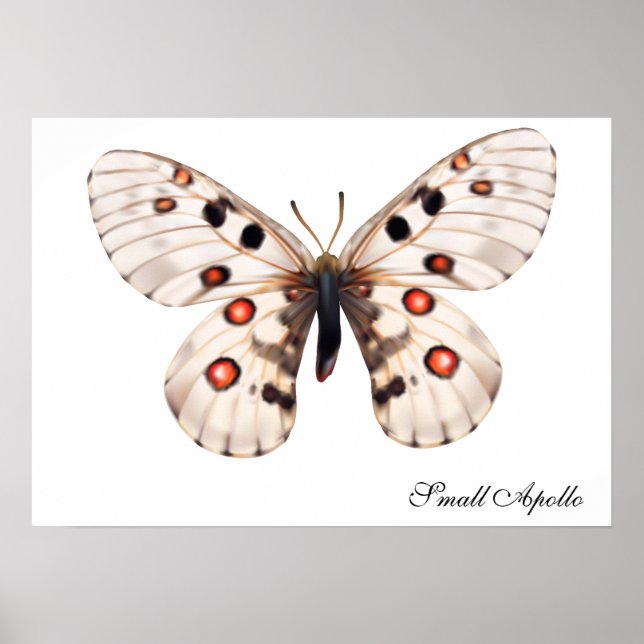 Small Apollo Butterfly Poster (Front)