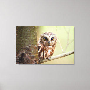 Small Baby Owl   Ontarios Canvas Print