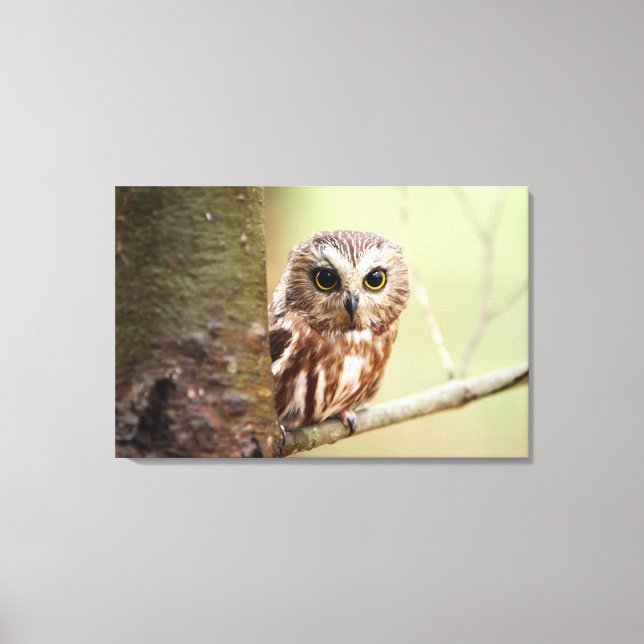 Small Baby Owl | Ontarios Canvas Print (Front)