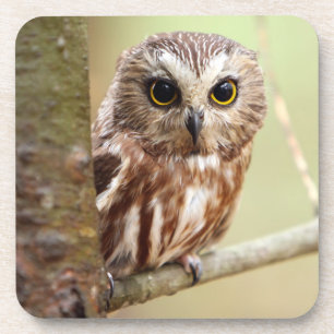 Small Baby Owl Ontarios Coaster