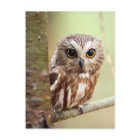 Small Baby Owl | Ontarios