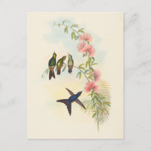 Small-Billed Thornbill John Gould Postcard