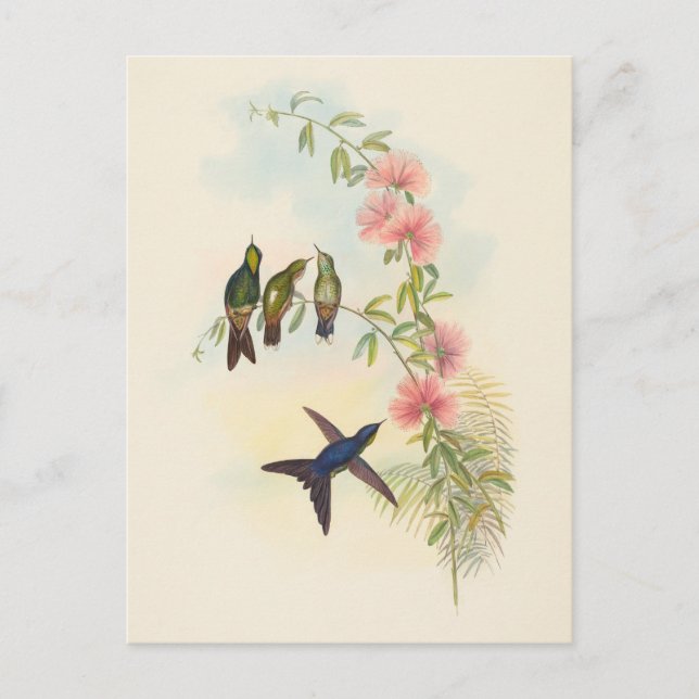 Small-Billed Thornbill | John Gould Postcard (Front)